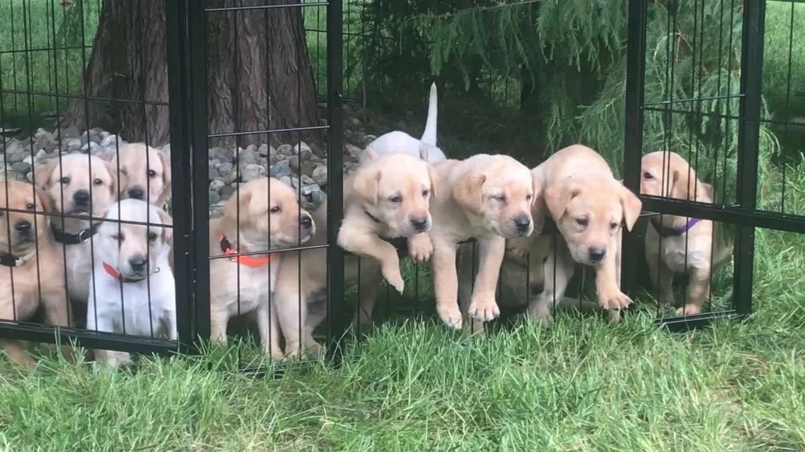 Yellow Labrador puppies at Sycamore Kennels
